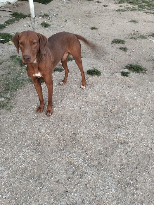 Dou cão de porte grande