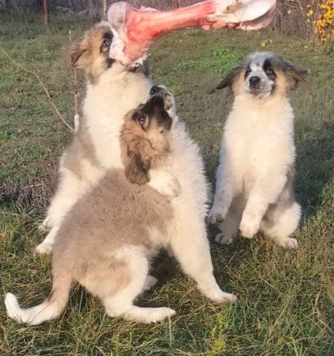 Міцні крупні привиті  цуценята