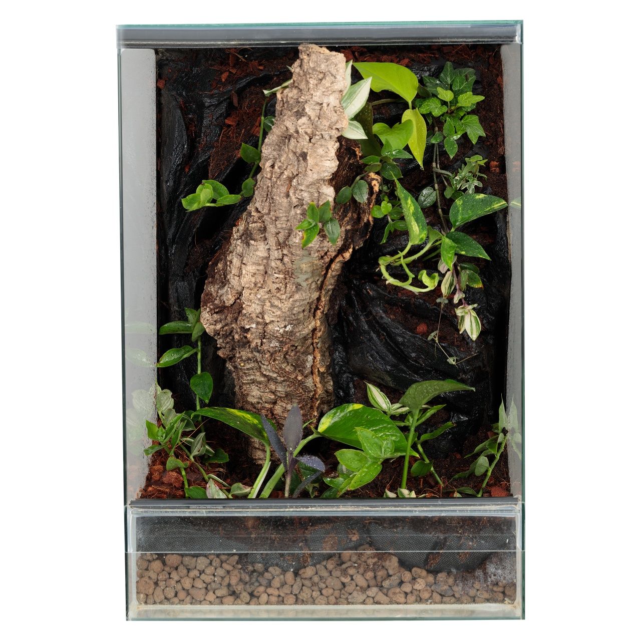 Paludarium vivarium terrarium gekon