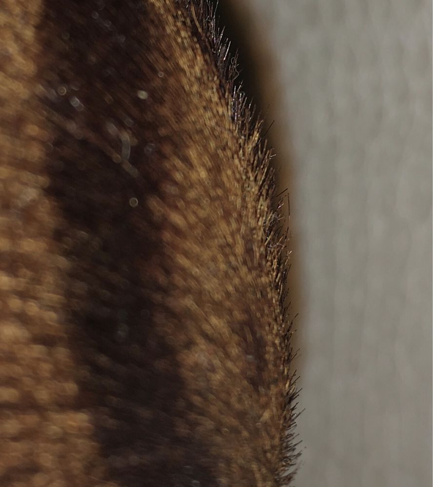 Туфли женские Nando Muzi 39р натуральный мех, кожа