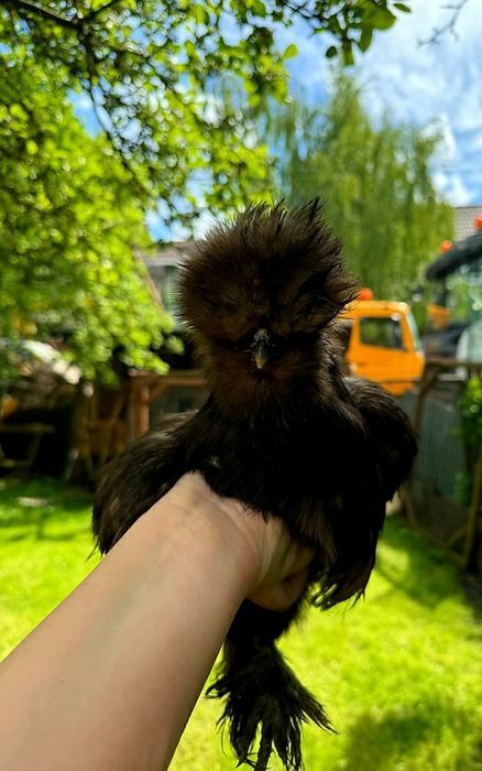 Silki naturalne ekologiczne kury pisklaki silki jedwabiste USA
