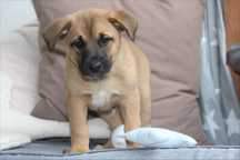 TOBI w typie owczarka belgijskiego malinois szuka kochającego domu!