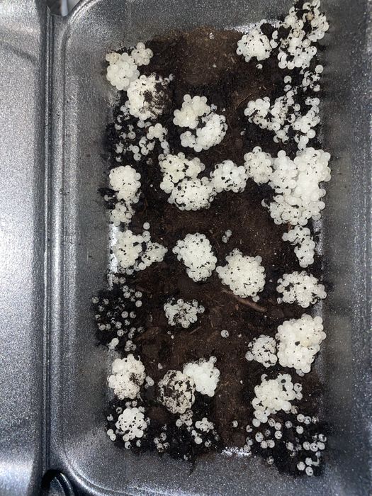 Приймаємо замовлення на 2026рік мальок равлика muller