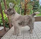 REZERWACJA - Border collie piesek blue merle ZKwP