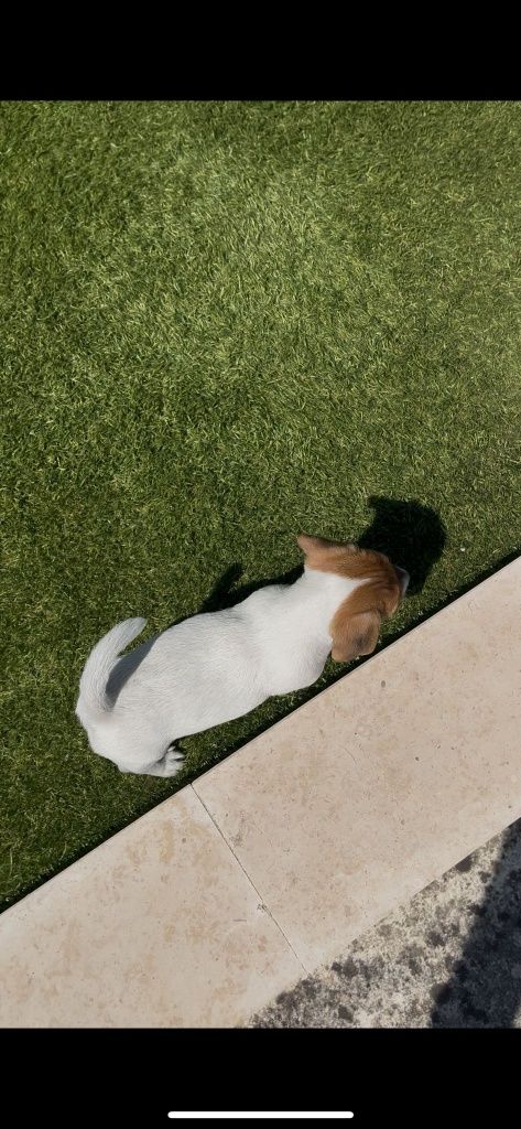 Jack Russell fêmea