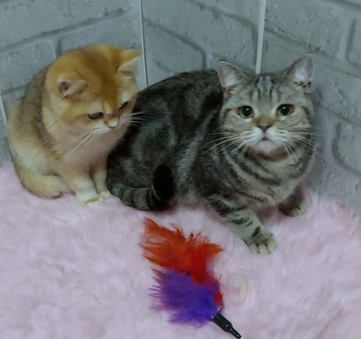 Плюшевые котики, с зелёными глазками