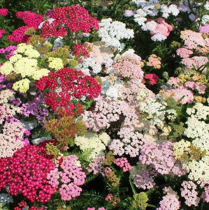 Саженцы цветов многолетних пеннисетум