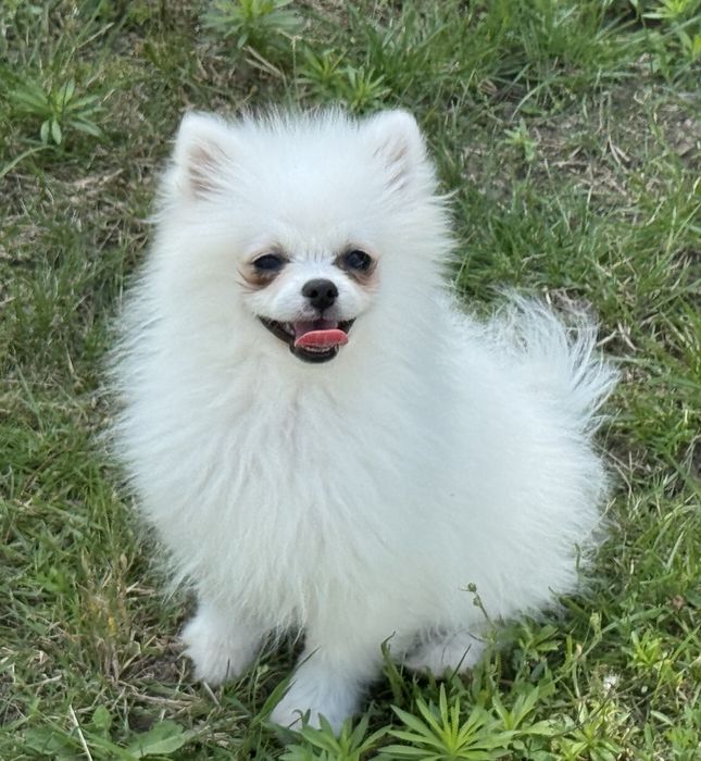 Szpic miniaturowy pomeranian biała suczka z rodowodem