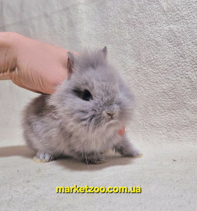 Кролик в окрасе "Шиншилла"-редкий ексклюзив!!!