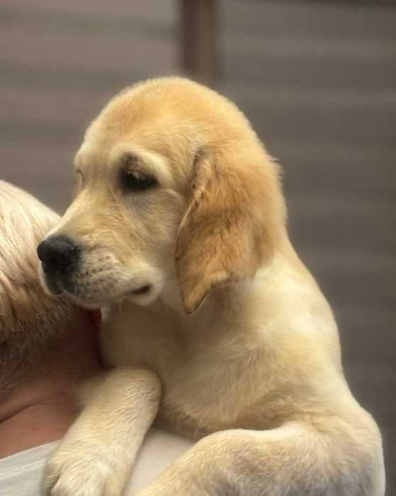 Щенки золотистого ретривера. КСУ.