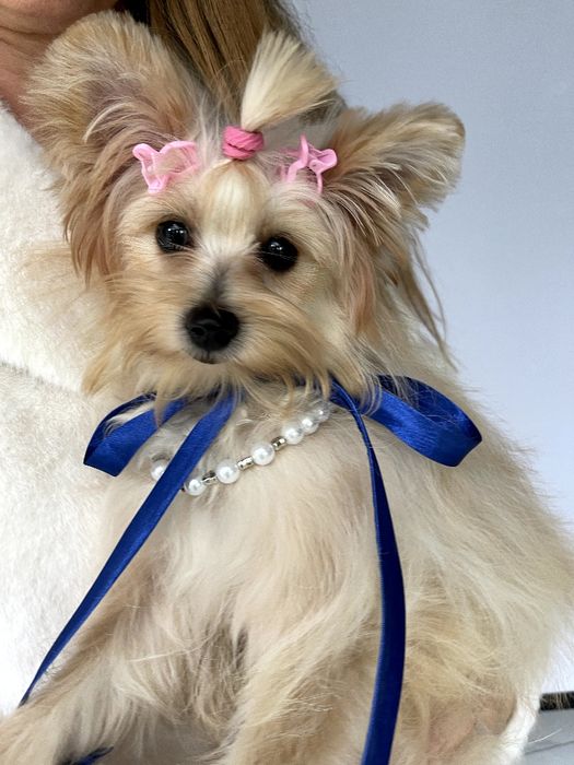 Обіймай і не відпускай  чарівні Помапу тут!