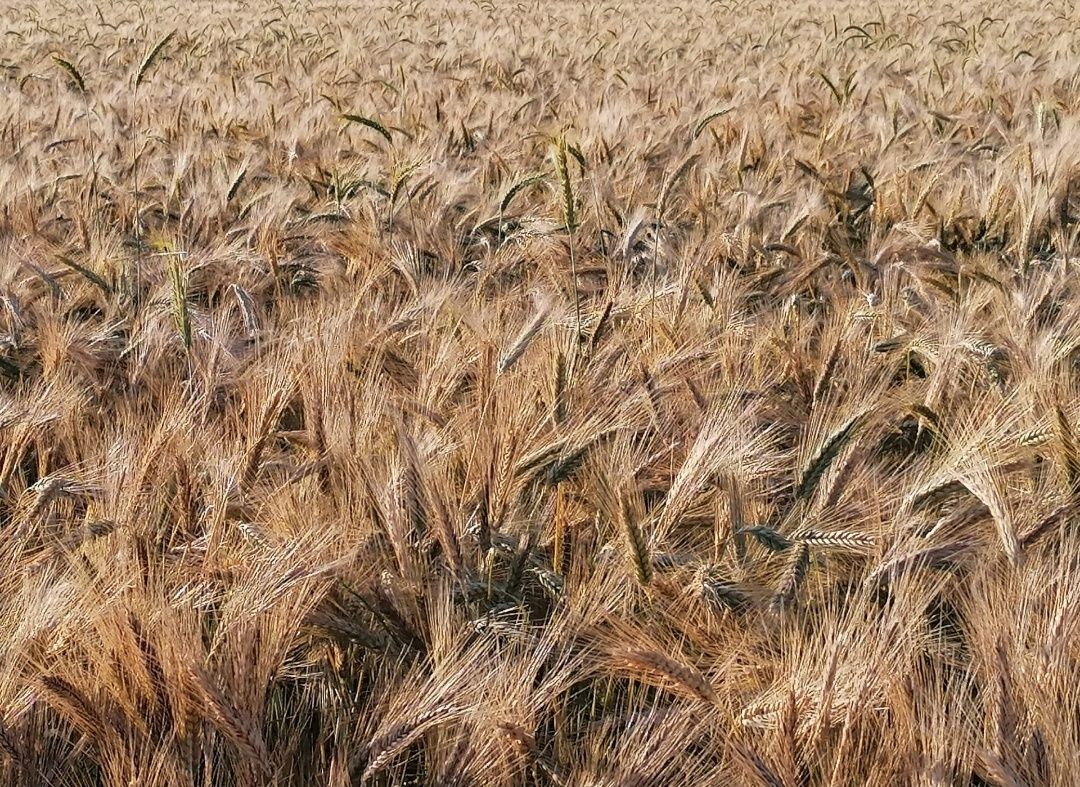 Triticale para alimentação animal