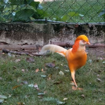 Bażanty brzoskwiniowe