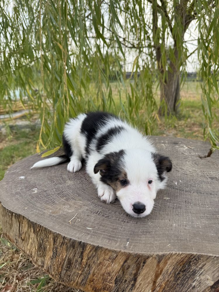Border Collie Macho Tricolor