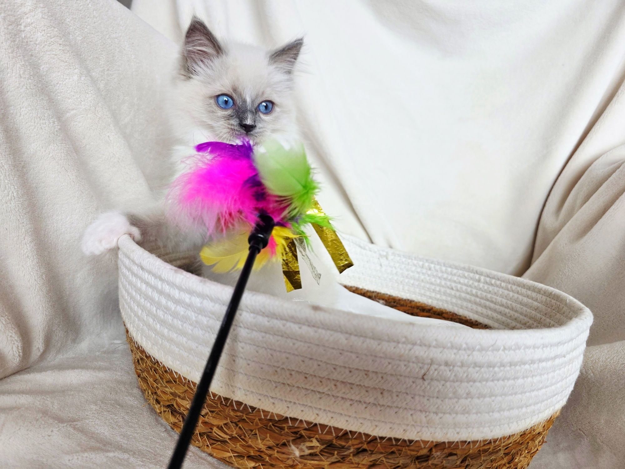 Chłopiec ragdoll WCF odbiór pod koniec lipca