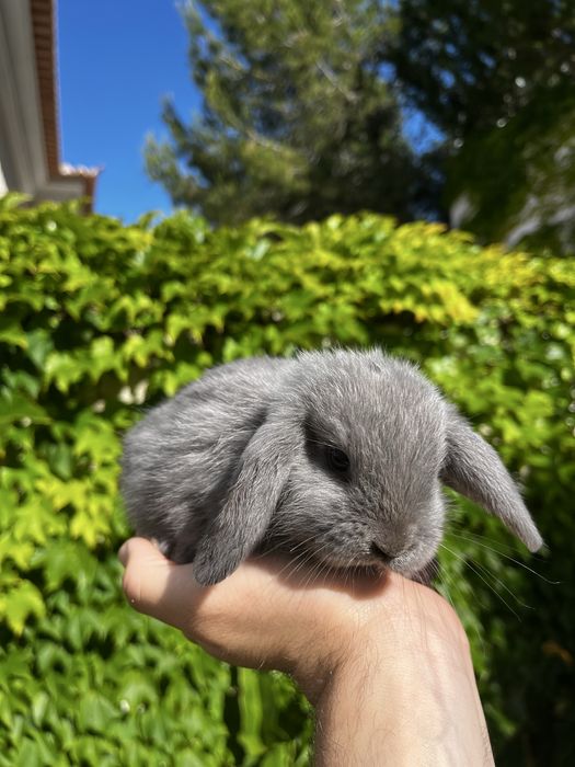 Coelhos orelhudos (MiniLop)