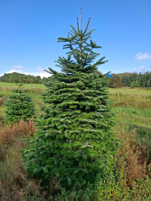 Jodła Kaukaska Cięta 300-400 cm lub w donicy 100-180 cm/ TuChoinki.pl