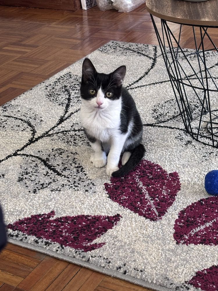 Pet sitting & Pet walking