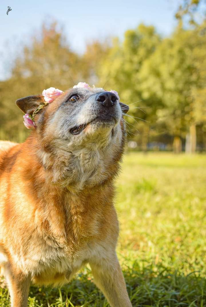 Nieśmiała Sunia z ogromnym sercem do adopcji!