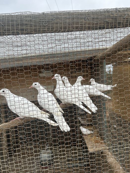 Rolas novas brancas.