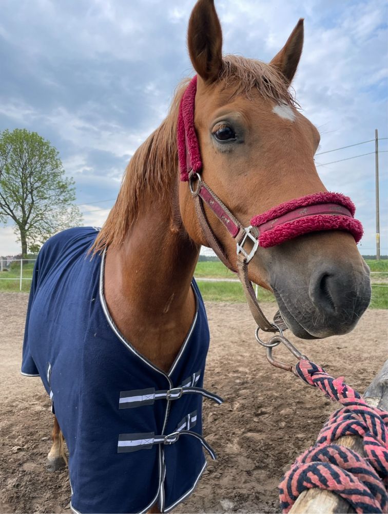 sprzedam 2 przecudowne klacze haflinger