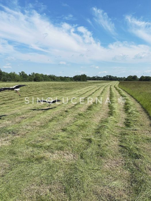 Сіно лугове різнотравʼя в круглих тюках. Укос 2025 року