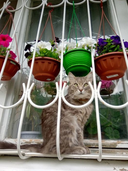 Пропал кот на космосе