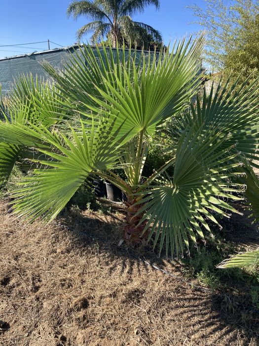 Palmeira washingtonia/ leque