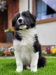 Border Collie Czarno Biały Falko Zaprasza