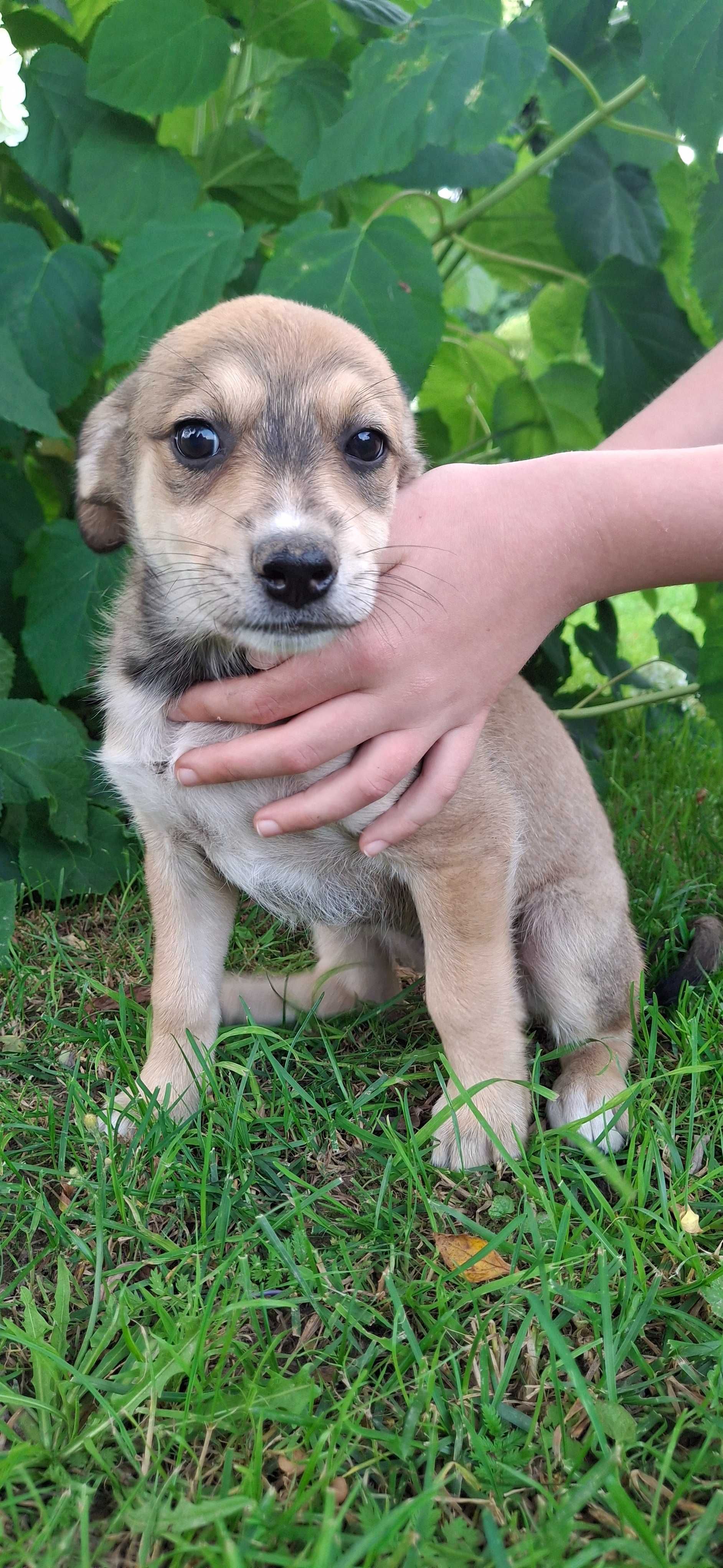 Śliczne szczenięta do adopcji