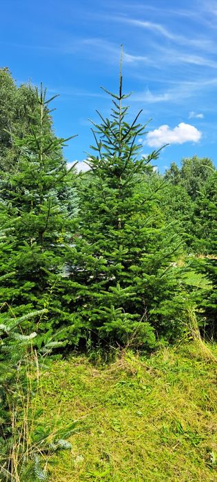 Jodła kaukaska polska plantacja