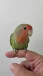 Agapórnis Domesticados (Love Birds)