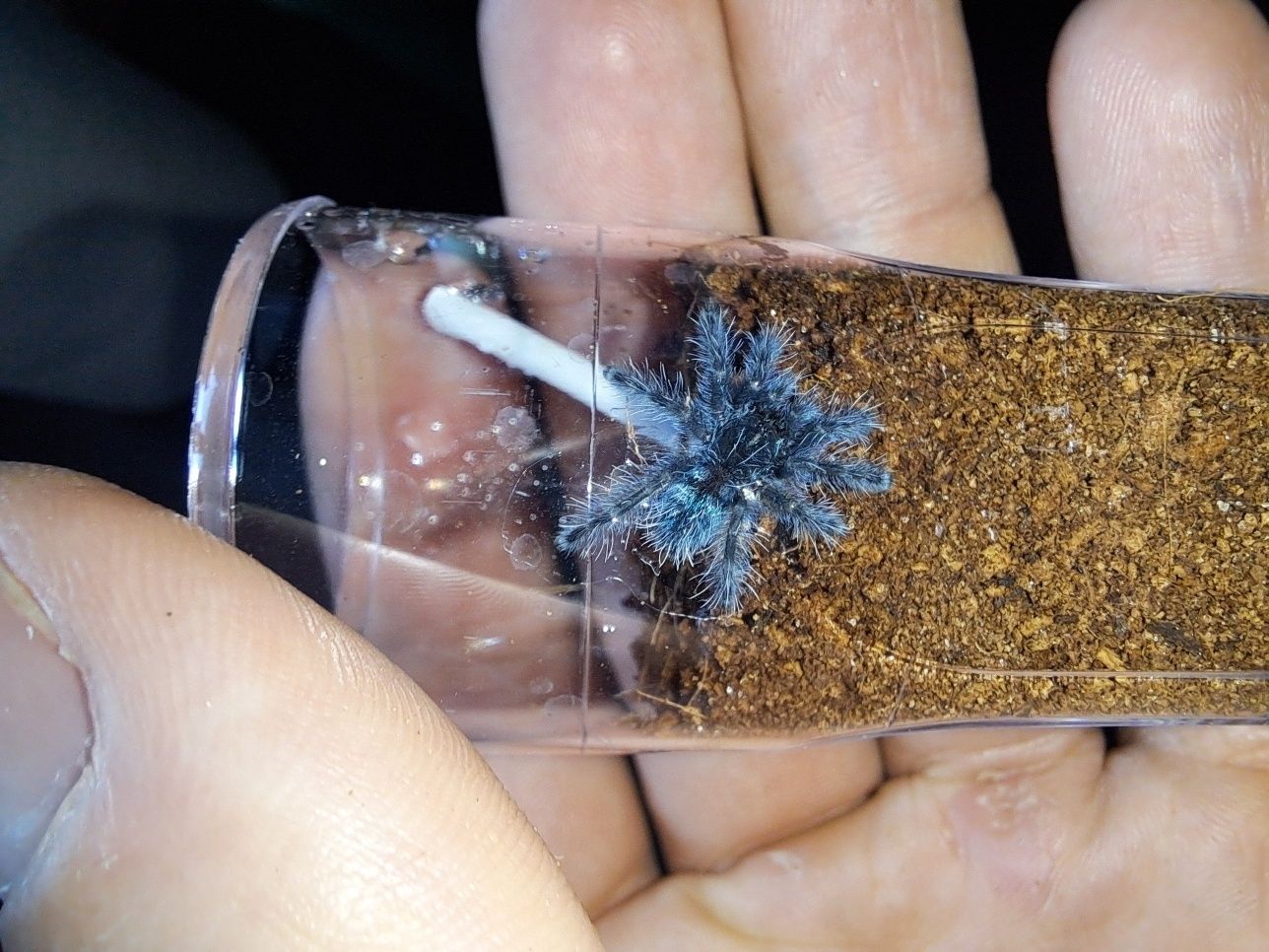 Sprzedam ptaszniki maluchy C.versicolor L2! Promocja w opisie!!!