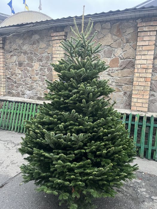 Ялинка жива на новий рік Ялиця Нордмана Преміум пушиста Піхта, Пихта