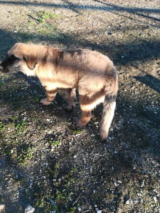 Vendo Cachorro Serra da Estrela