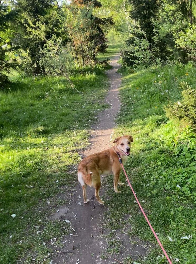 Szczeniak Luna szuka nowy domek