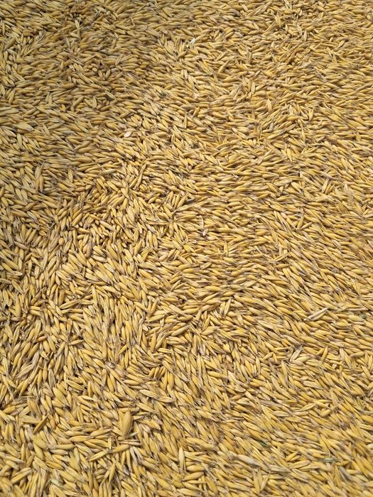 Owies sprzedam. Zbiór 2025