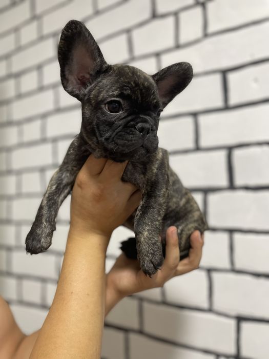 Французький бульдог