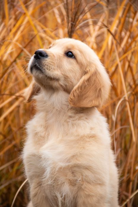 Szczeniak Golden Retriever