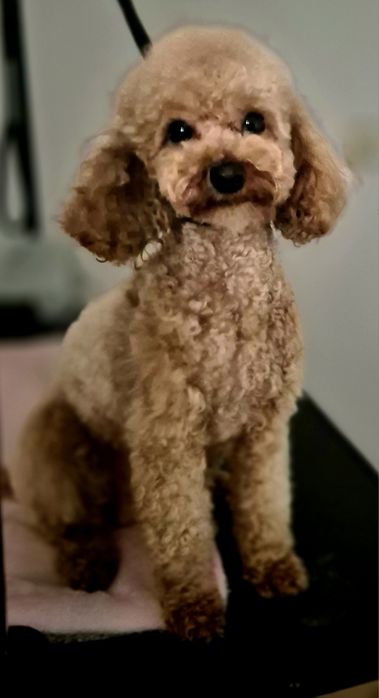 Pudel Toy dorosły piesek FCI