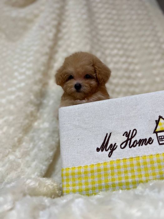 Vip Мальтипу Baby china