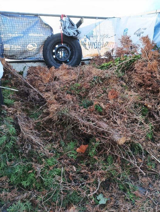 Ogrodnicze wycinka drzew samosiejow, zrębkowanie rębakiem.