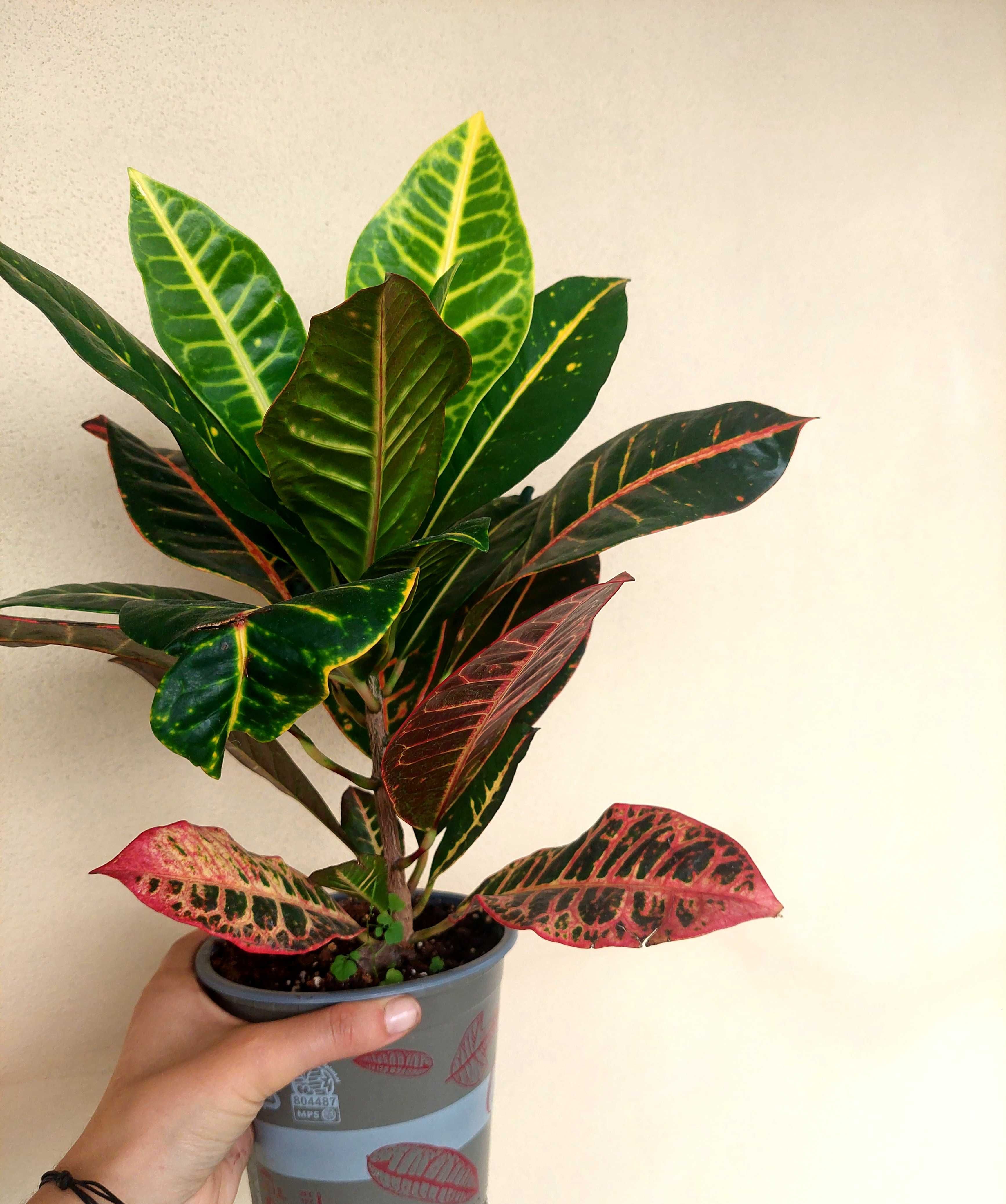 Planta Croton - A