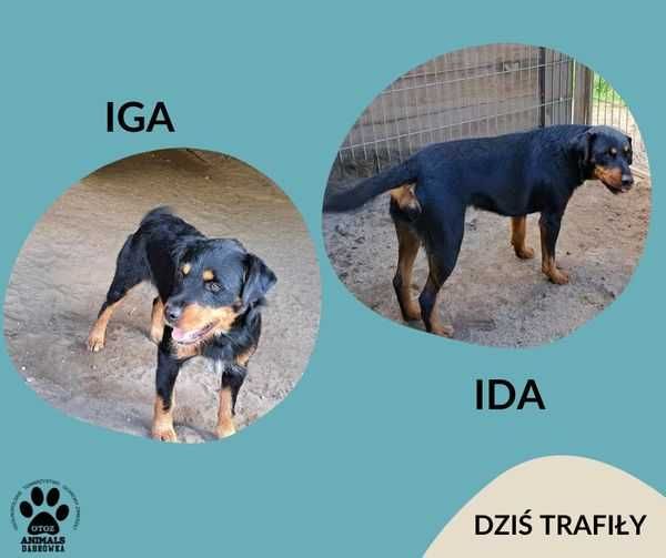 Znaleziono suczki LEŹNO (gm. Żukowo)