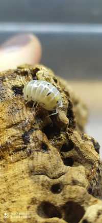 Armadillidium vulgare Magic Potion - stonogi, isopody