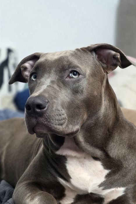 American Bully XL wyjątkowa suczka gotowa do odbioru!
