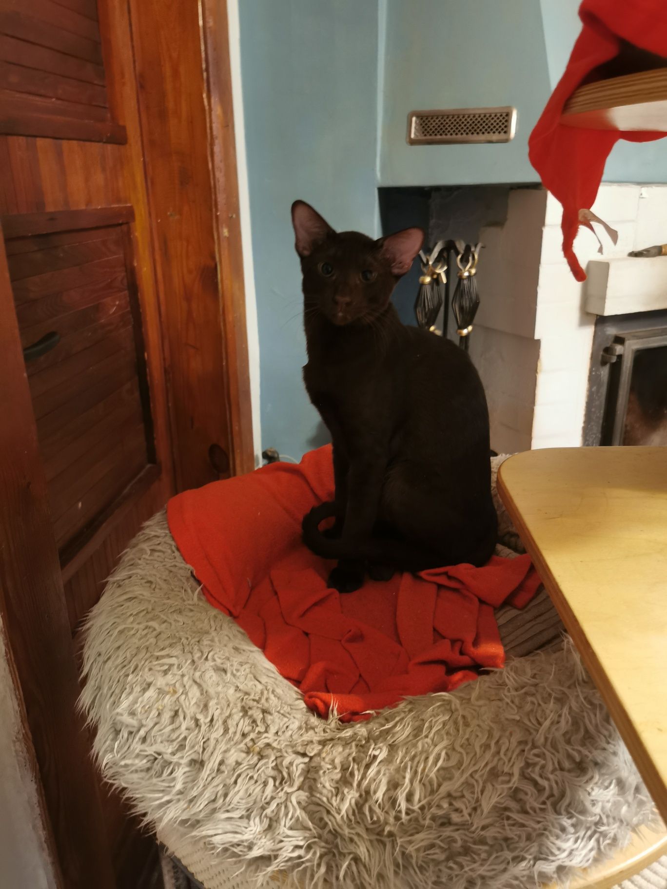 Peterbald orientalny kocurek gotowy do zmiany domku