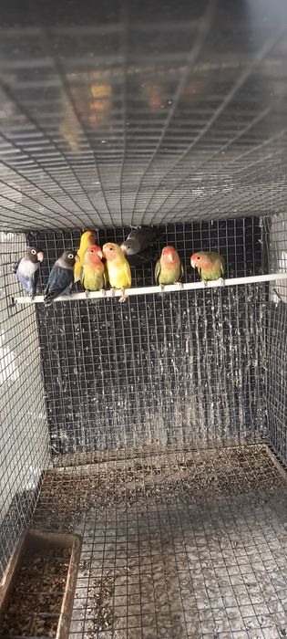 Agapórnis  Sexados 2025