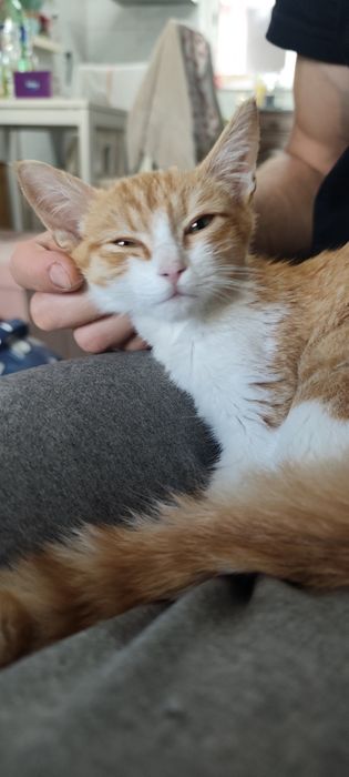 Gatinho bebé laranja para Adoção consciente.