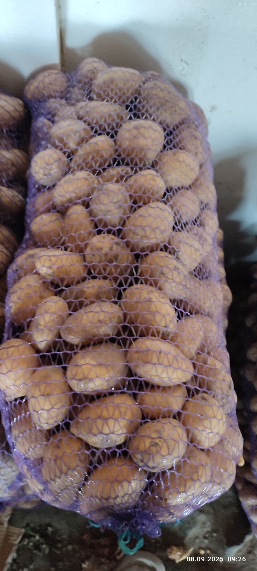 Продам картошку, картофель  сорт Коломбо.Домашняя бараболя.